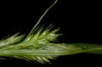 Asian shortstem sedge